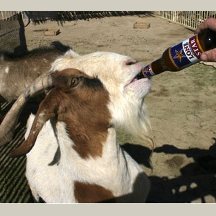 A Drinking Goat